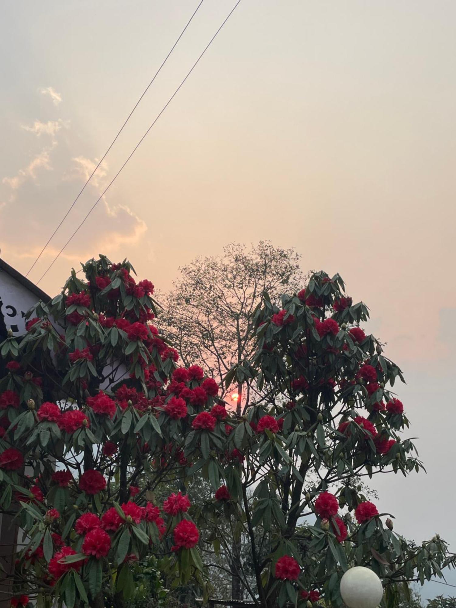 Wake In Himalayas Hostel Pelling Exterior foto